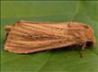 2369 (73.136) Bulrush Wainscot